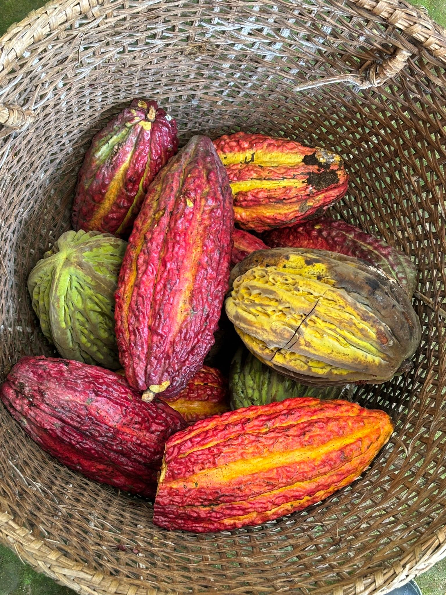 Colorful cacao pods gathered in a woven basket
