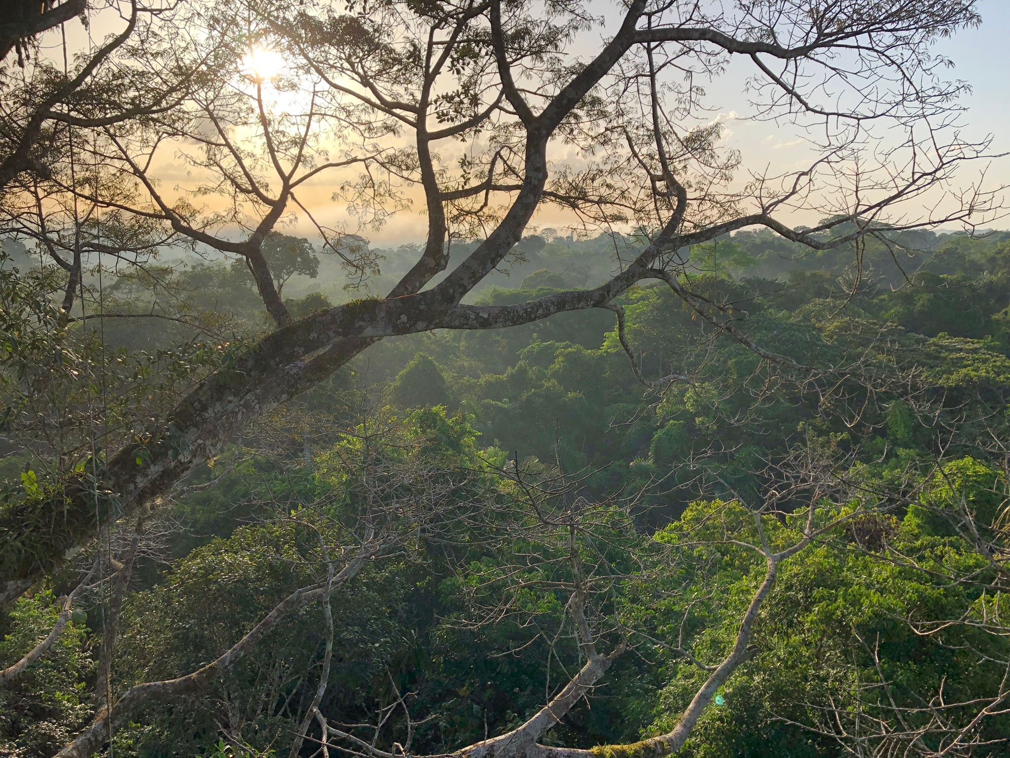 Sunlight crossing the canopy of an Ecuadorian forest